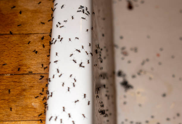 Best Insect Control  in Wrightsville, GA