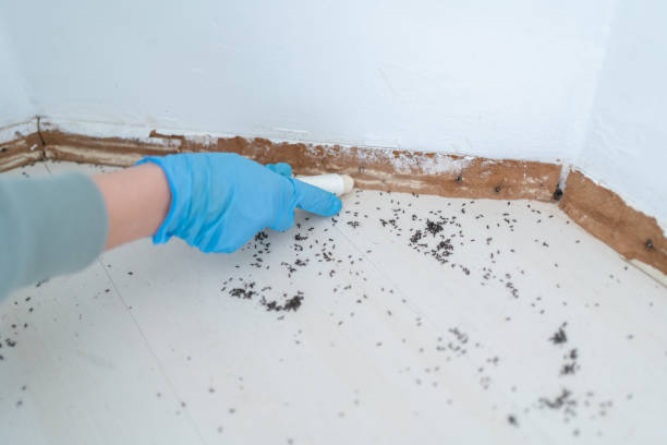 Best Mosquito Control Services  in Wrightsville, GA
